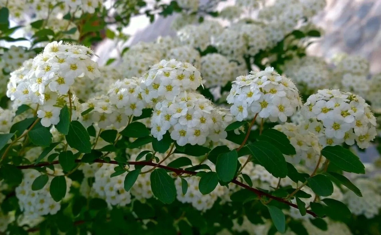 спирея тунберга fujino pink. экзохорда де брайт. спирея белая. спирея кантонская. весеннецветущая спире.
