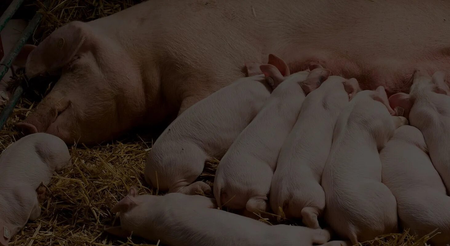 свиноматка сколько лет. беконная порода свиней. свиноматка с поросятами. свиноматка сколько лет. свиноматка сколько лет.