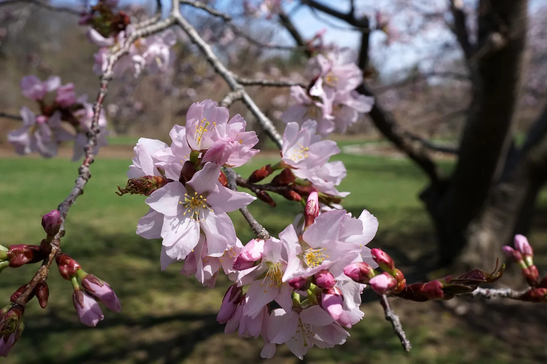 Prunus перевод. Вишня Саржента ранчо. Вишня Саржента Сахалинская. Саржента (Prunus sargentii). Яблоня Саржента.