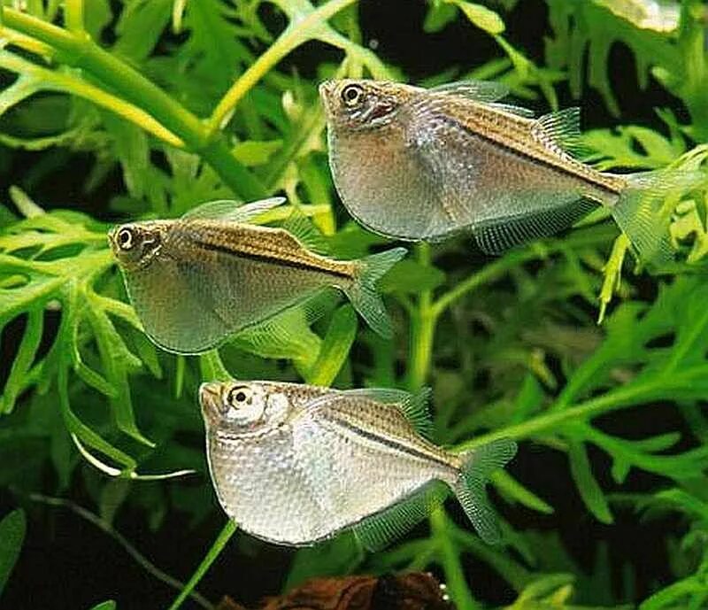 Carnegiella strigata (GÜNTHER, 1864)Marbled Hatchetfish Peixes, Habitat, Trafico