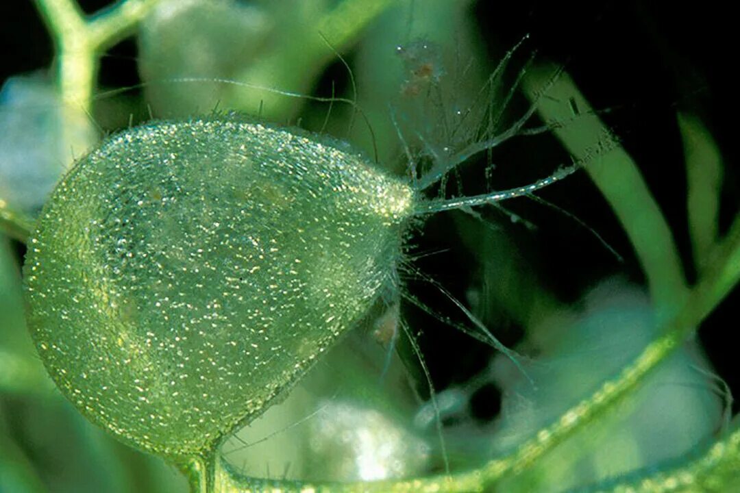 Водные растения пузырьки. Пузырчатка растение хищник. Пузырчатка (Utricularia). Пузырчатка горбатая. Пузырчатка горбатая растение.