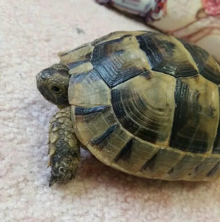 сухопутная черепаха эстетика. черепаха маргината. черепаха домашняя. сухопутная черепаха абхазии. сухопутная черепаха даром.