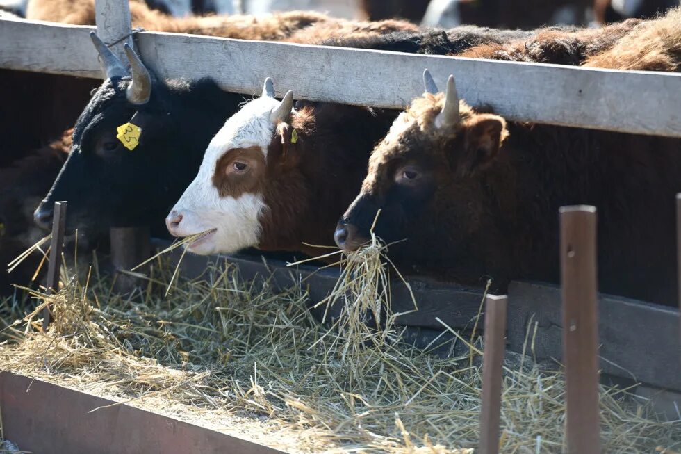продается бычок. телята бычки. бычки на доращивание. бычки герефорды, симменталы. возраст телят.