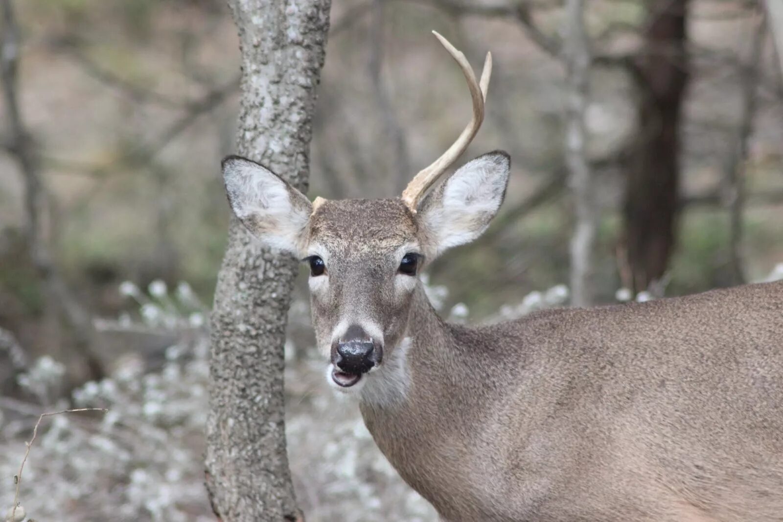 One Deer. Doe. Deer nipples. Buck animal. Deer marie