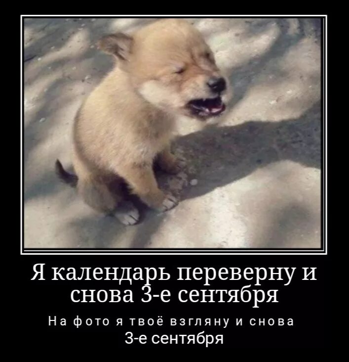 3 сентября мемы. я календарь переверну и снова третья сентября. 3 сентября песня. 3 сентября шуфутинский мем. 3 сентября.