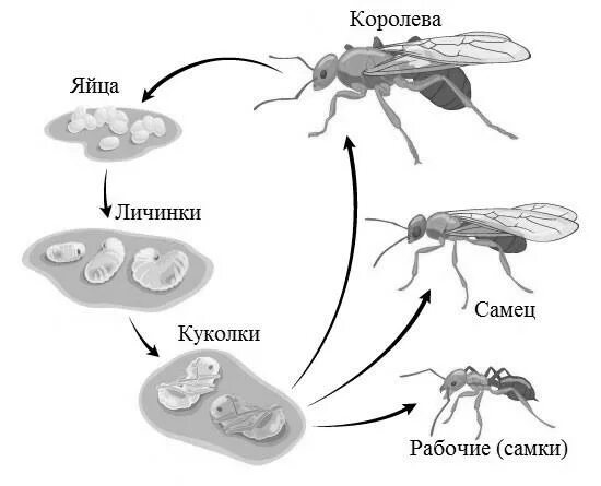 Какое развитие у муравья. Стадия развития муравья яйцо личинка. Цикл развития муравья для детей. Стадии развития муравьев. Стадии развития муравья.