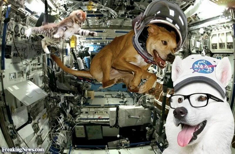 Space animals