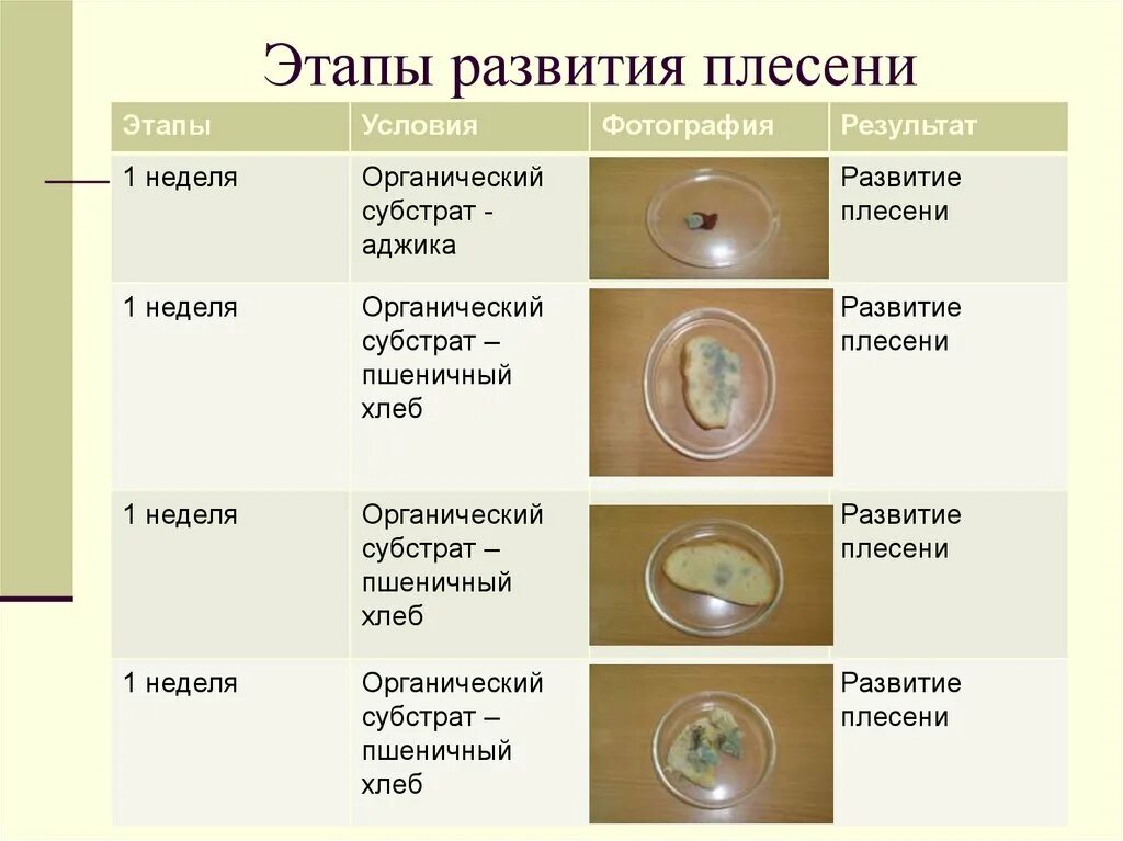 Известно что для развития плесени. Этапы развития плесени. Стадии развития плесени. Условия для развития плесени. Этапы развития плесени плесень.