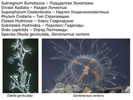 Представители класса гидроидные
