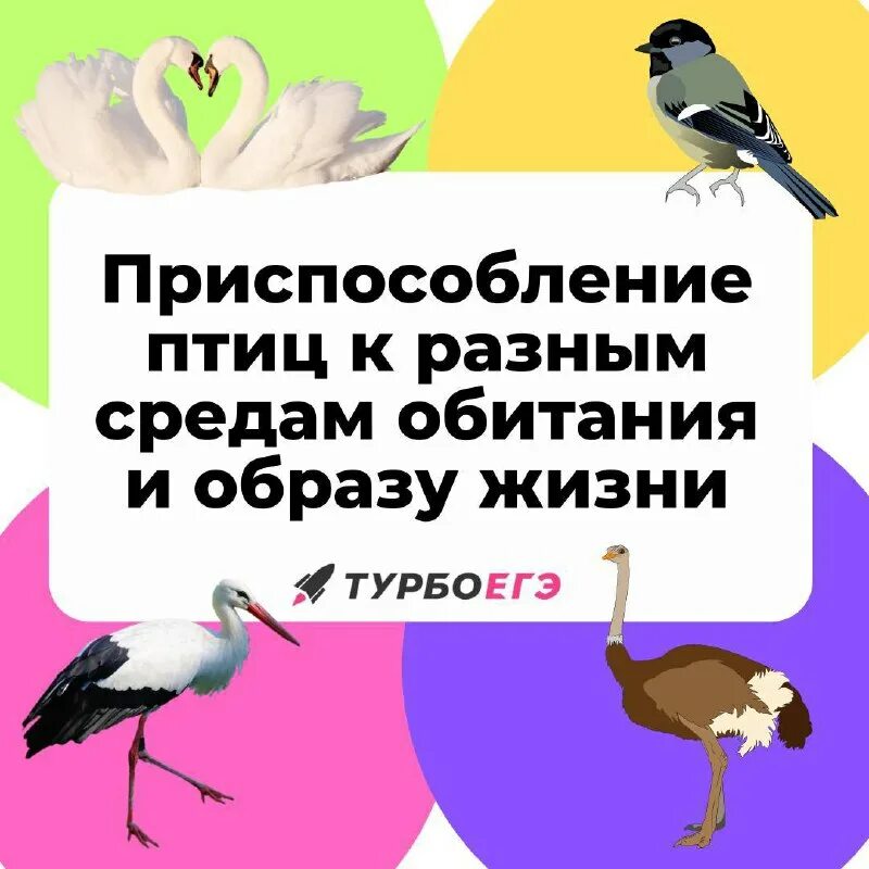 5 приспособлений птиц