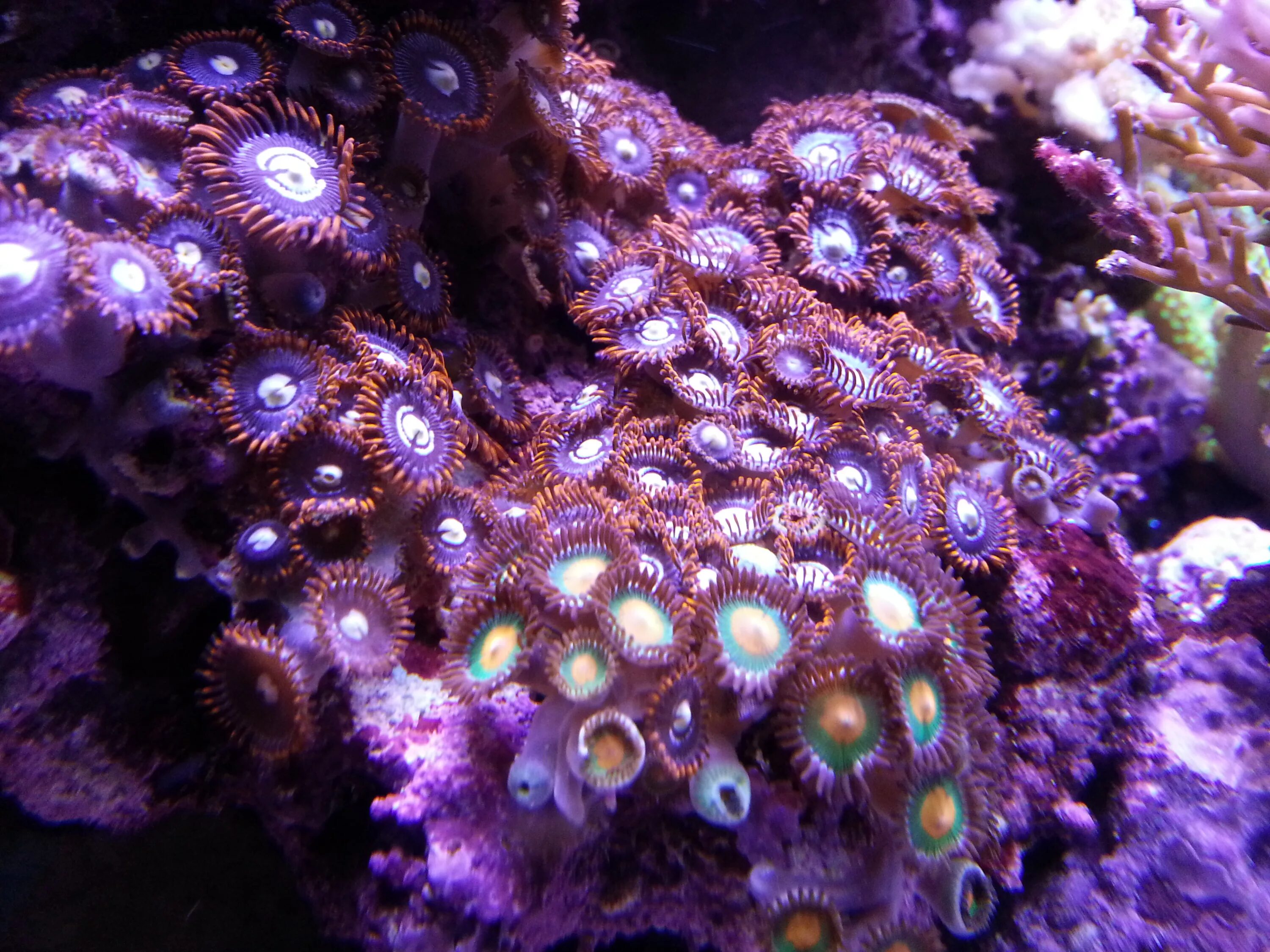 Coral обзор. Подводный мир кораллы. Коралловый риф. Фрагование кораллов. Выращивать кораллы.