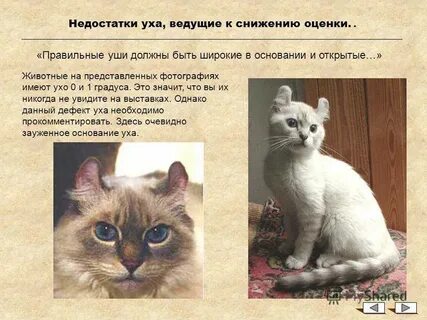 Рассмотрите фотографию кошки породы американский керли