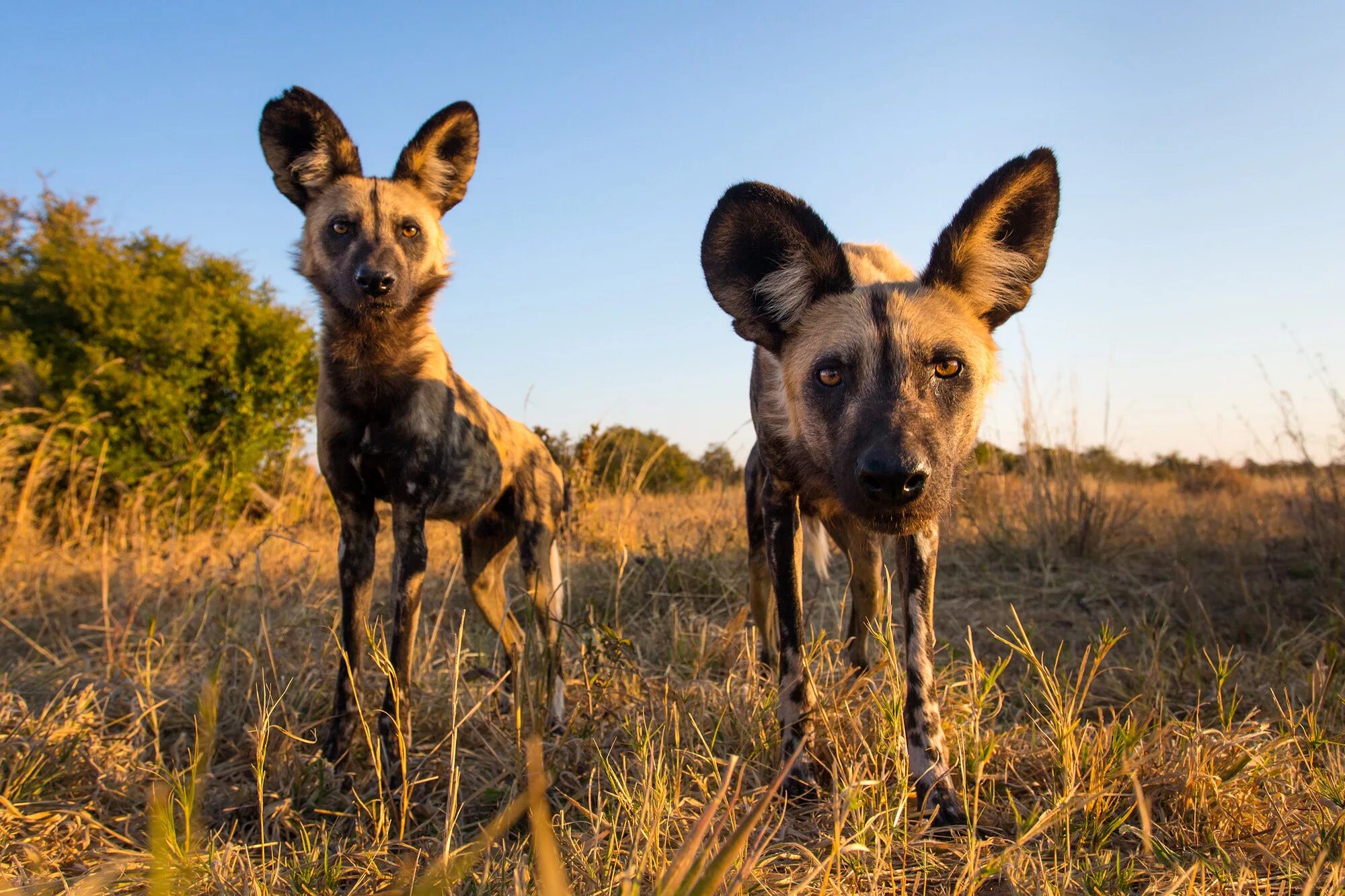 Гиеновая собака. Африканская гиеновая собака. Dogs africa. Африканская гиеновая собака. Dogs africa.