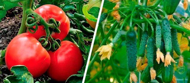 Короткая вегетация. Вегетационный период помидор. Что такое вегетация у растений помидор. Период вегетации у томатов что это. Томаты стадия вегетации.