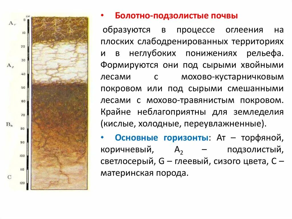 Подзолистым почвам соответствует