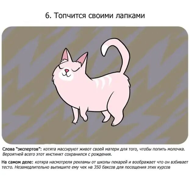 Это котик полосатый у него четыре лапы. Интересные факты о котятах. факты о котиках картинки. котик с фактами рисунок. кошачий этикет.