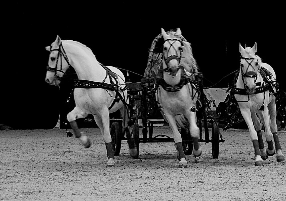 Русь птица тройка. Русь тройка гоголь. Птица тройка. Птица тройка песня. Тройка птица тройка.