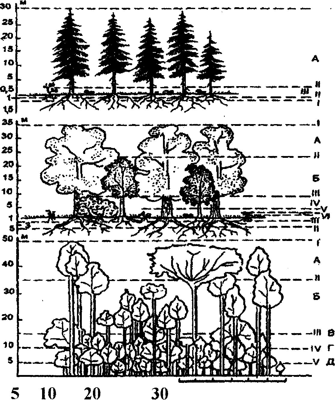 Обитатели ярусов. Ярусность растительного сообщества схема. Ярусность лесного фитоценоза. Ярусность лесного биоценоза. Ярусное строение лесного биоценоза.