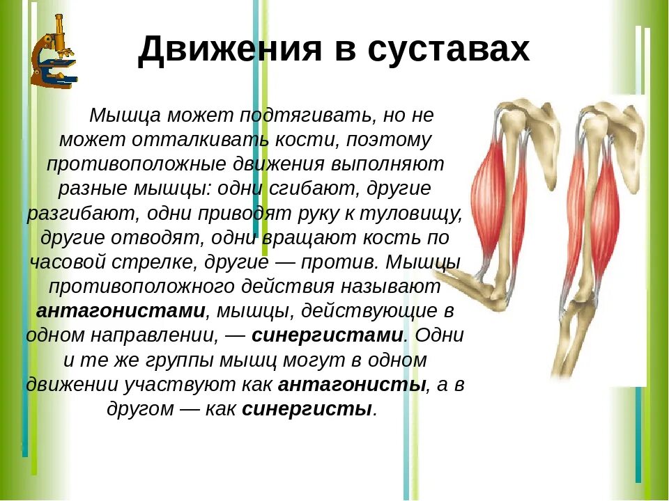 Какие движения происходят. Движение в суставах мышцы. Мышцы, обеспечивающие движения в суставах. Мышцы приводящие в движение суставы. Типы движения в суставах человека.