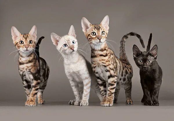 Рассмотрите фотографию кошки дикого окраса породы бенгальская. Сепия окрас кошки. Бенгал сепия. Бенгальская кошка расцветки. Бенгальский кот расцветка сепия.