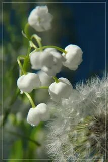 Ландыши одуванчики