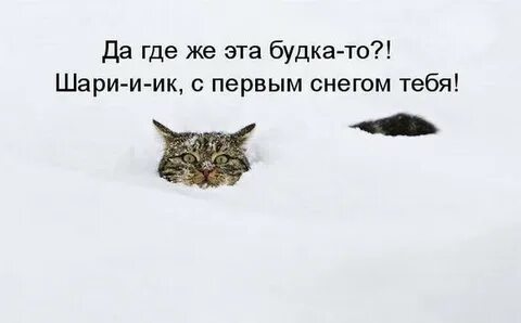 Первый снег смешные картинки
