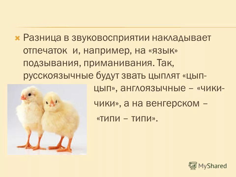 Как зовут цыпленка. Кличка цыпленка. Детская книжка про цыпленка. Коричневый цыпленок. Как зовут цыпленка.