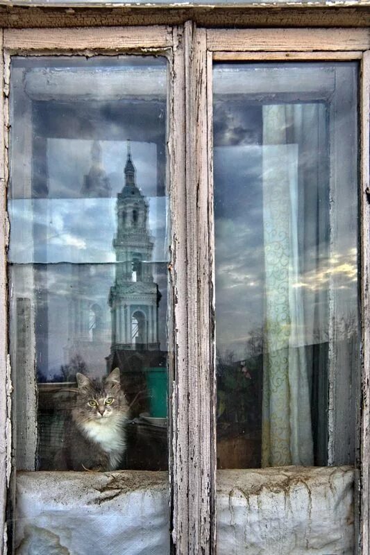 кот на окне. кот в старом окне. котик у окна. кот в старом окне. кошки на окошке.