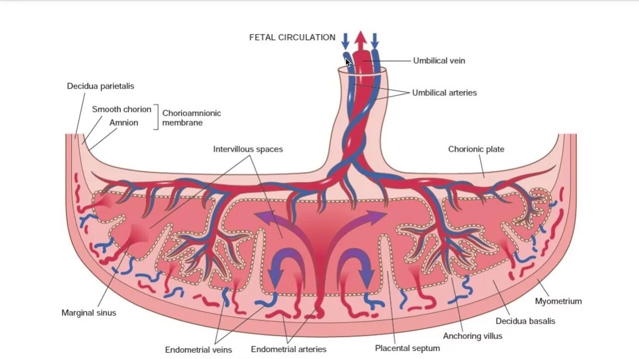 Строение плаценты человека Акушерство. Строение плаценты анатомия. Плацента строение и функции анатомия. Схема строения плаценты.