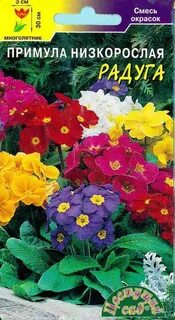 Примула смесь