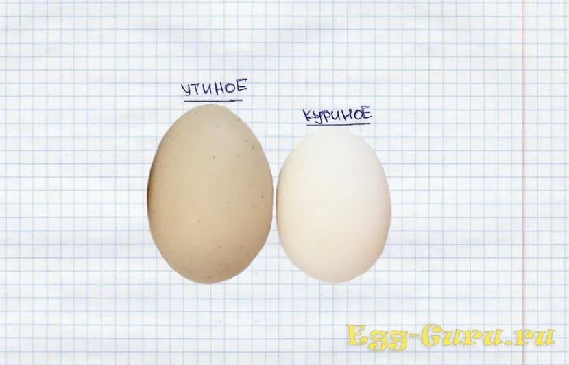 Утиное яйцо размер. Утиное и куриное яйцо. Размер утиного и куриного яйца. Диаметр гусиного яйца.