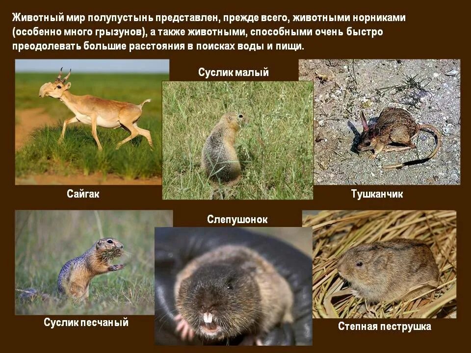 Зона пустынь и полупустынь в россии. Полупустыни и пустыни растения и животные. Пустыни и полупустыни африки животные. Полупустыни и пустыни растения и животные. Животный мир пустынь и полупустынь.
