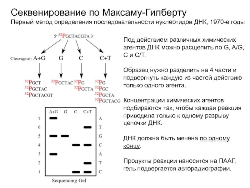 Определение последовательности нуклеотидов днк метод