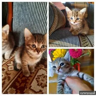 Котята омск