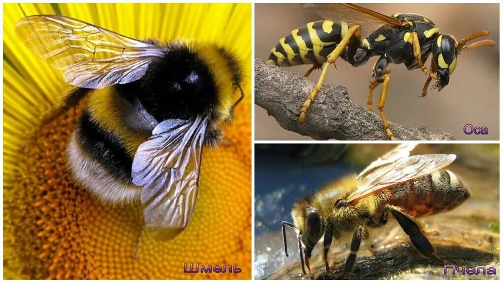 Различия пчел. Оса Шмель пчела различия. Оса пчела Шмель Шершень отличия. Пчела Оса Шершень. Шмель Оса Шершень.