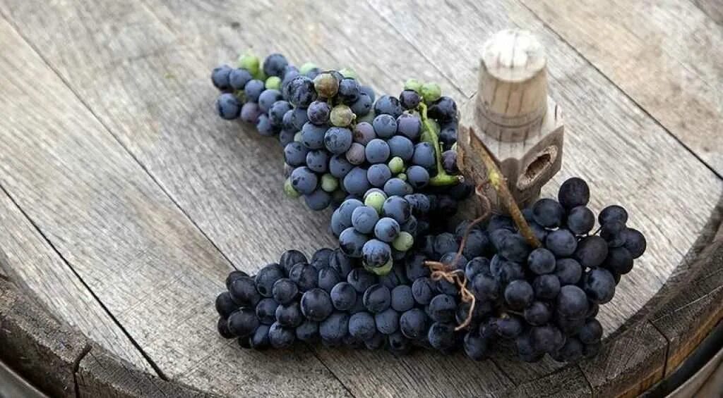 Винные сорта винограда. Виноград для вина. Лучшие сорта винограда для вина. Синий винный виноград.