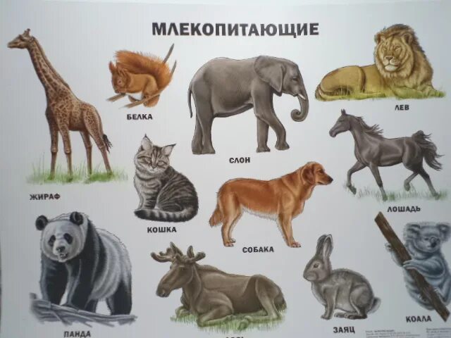 Млекопитающие вариант 2. Млекопитающие вариант 2