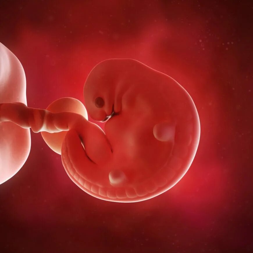 Эмбрион на 6 неделе беременности. Плод 5-6 недели беременности. 6 Недель беременности фото плода. 6 неделя что происходит с малышом