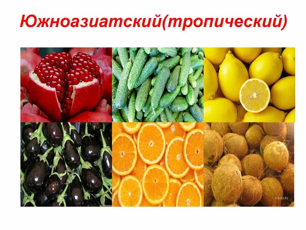 Восточноазиатский центр происхождения культурных. Южноазиатский тропический центр происхождения растений. Южноазиатский центр происхождения культурных растений. Южноазиатский тропический центр культурные растения. Южноазиатский тропический центр таблица.