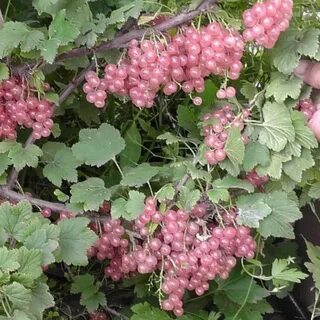 Розовая смородина