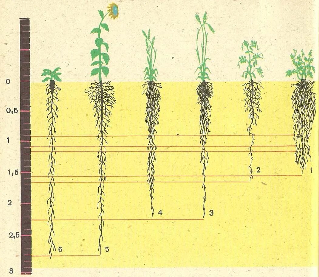 Глубь корень. Корневая система подсолнечника. Корневая система пшеницы глубина.
