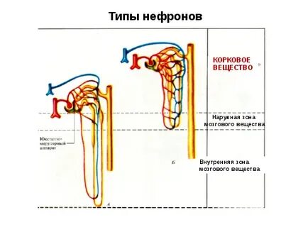 Нефрон крысы и верблюда