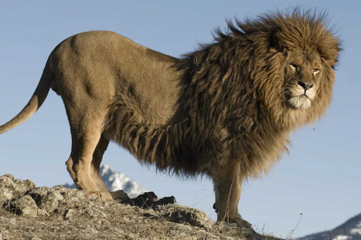 Берберийский Лев. Берберийский Лев чистокровный. Берберийский Лев (Panthera Leo Leo). Берберийский Лев черный. Б н львов