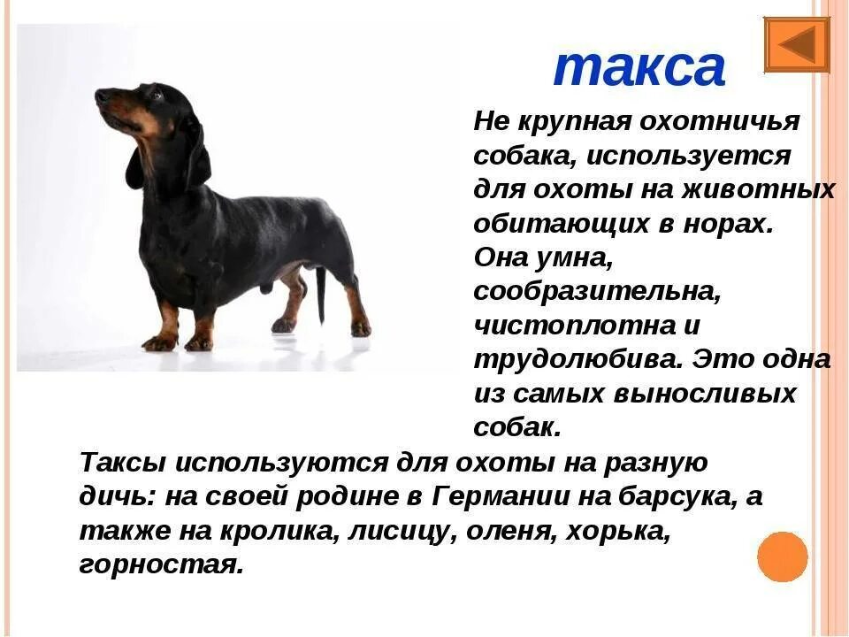 Такса описание породы для детей краткое содержание. Интересные факты о таксах. Интересные факты о домашних собаках. Интересные факты про породистых собак. Как переводится пород