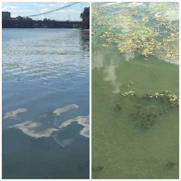 Цветет вода в кубе. Вода цветет. вода зацвела.