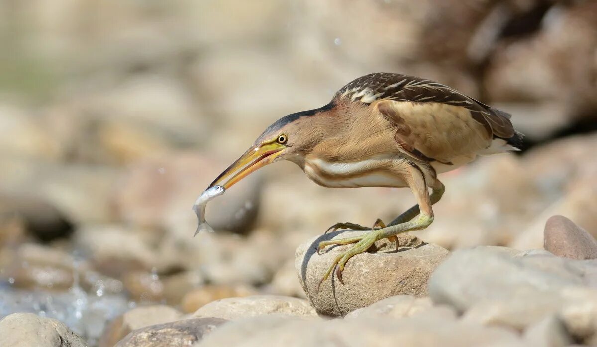выпь птица фото. как кричит выпь слушать звук. малая выпь гнездо. выпь болотная болотная. злая выпь.