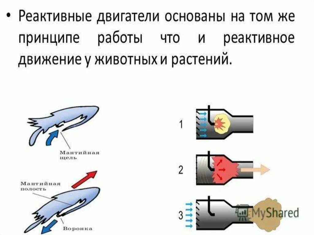 Реактивное движение реактивный двигатель. Реактивное движение схема. Реактивное движение рисунок. Реактивное движение кальмара схема. Принцип реактивного движения.