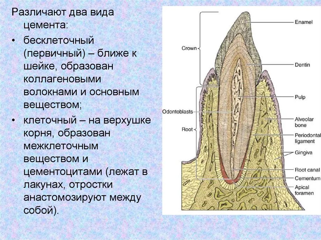 Функции дентина и пульпы. Строение пульпы зуба и периодонта. строение пульпы зуба гистология. периодонт зуба гистология. строение и функции пульпы гистология.