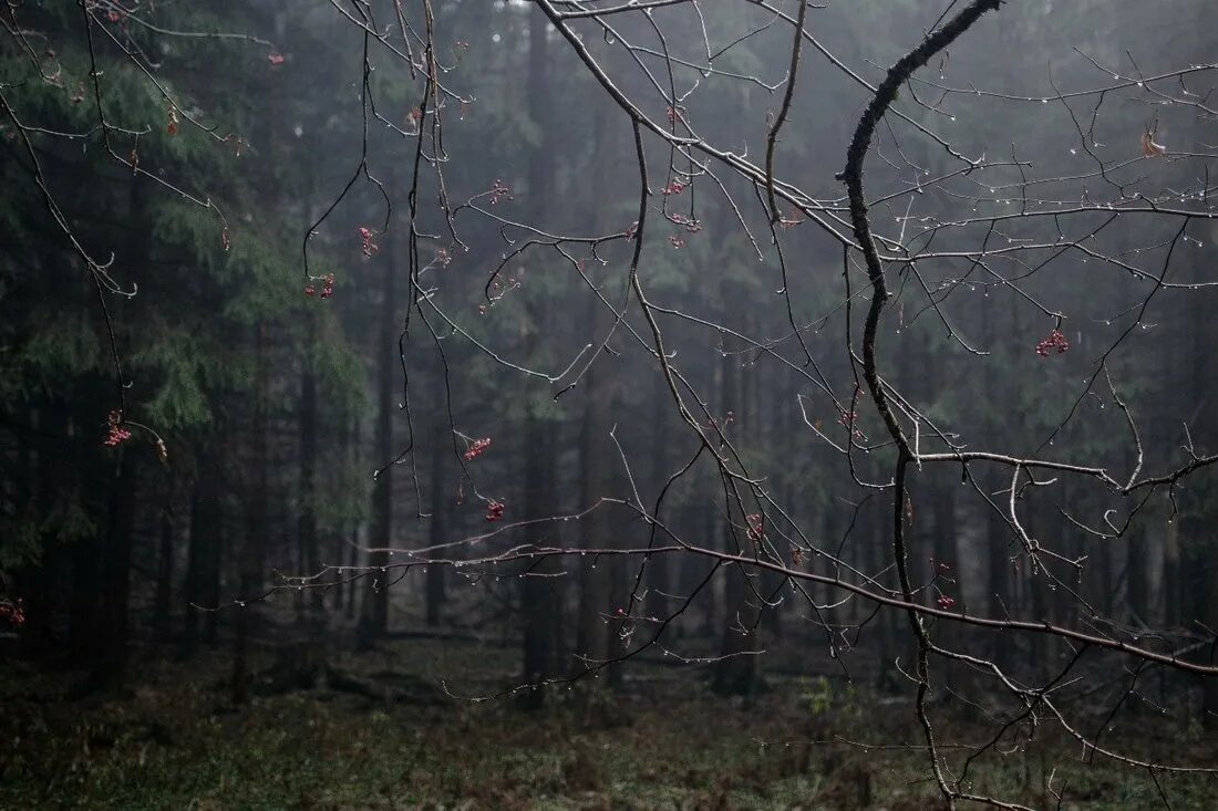 Лес после дождя. Мрачный пейзаж. Мрачный лес. Мрачная осень. Дождь в лесу описание