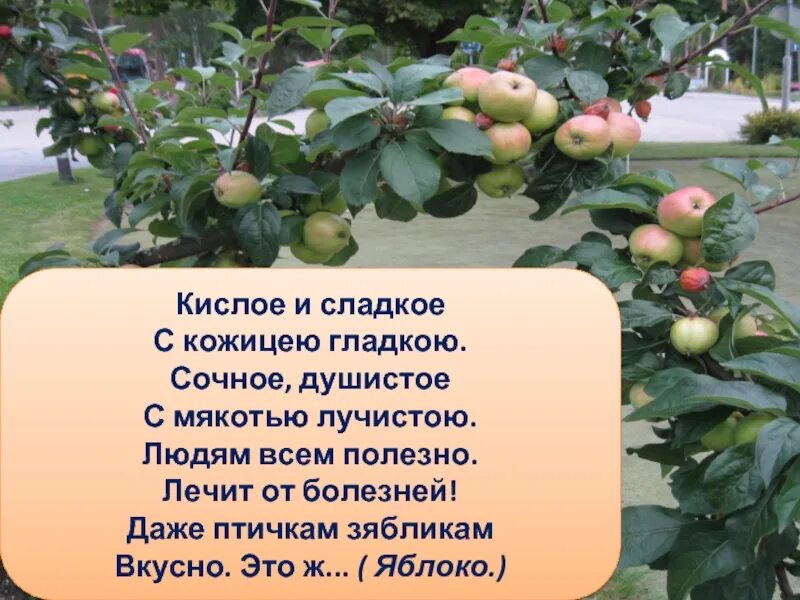 Жило было яблоко. Стихотворение про яблоню. Проект про яблоню. Яблоко информация.